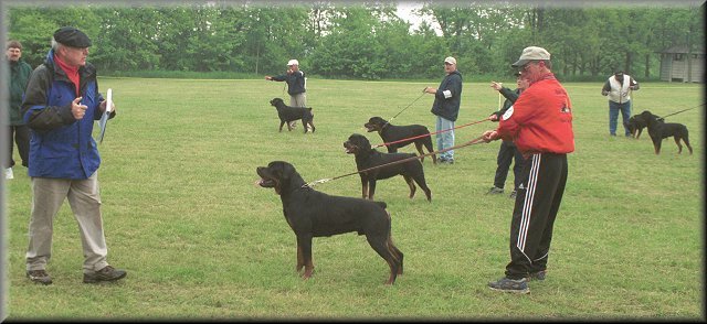 Jeneck's Punch, male rottweilers