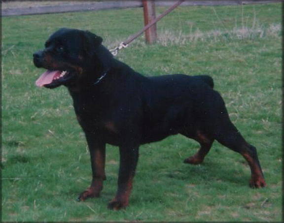 Jenecks Goucho, rottweiler stud dog
