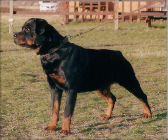 Jeneck's Jackie, female rottweiler