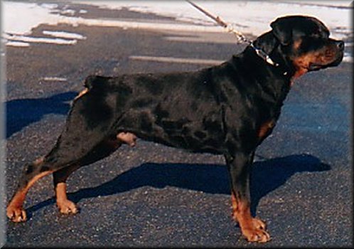Jeneck's Punch, male rottweilers