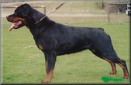 Jenecks Rhonda, rottweiler females