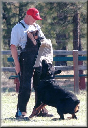 Jenecks Bronco, rottweilers schutzhund, working rottweilers, rottweilers protection