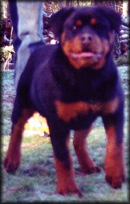 Jenecks Fae, female rottweilers