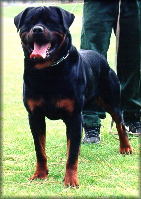 Jenecks Flash, rottweiler male, rottweiler stud dogs