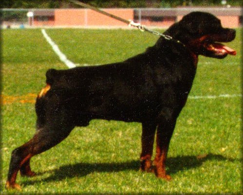 Jenecks Flash, rottweiler studs, rottweiler stud dogs, rottweiler males