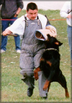 Jenecks Flash, working rottweilers, rottweilers doing bite work, rottweilers schutzund