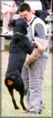 Jenecks Flash, working rottweilers, rottweilers doing bite work, rottweilers schutzund