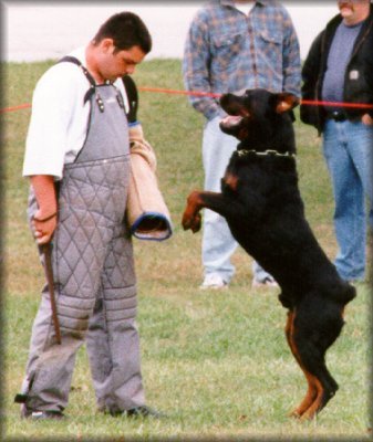 Jenecks Flash, working rottweilers, rottweilers doing bite work, rottweilers schutzund