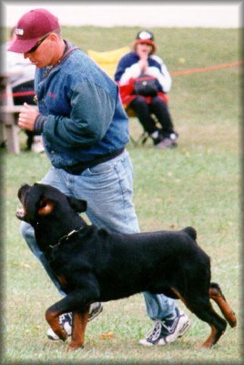 Jenecks Flash, working rottweilers, rottweilers obedience, rottweilers schutzund