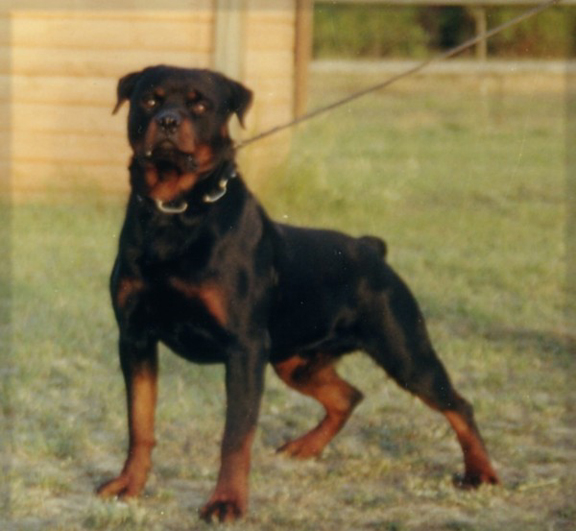 Jenecks Goucho, rottweiler stud dogs