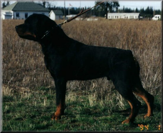 Gabar vom Gambrinus, rottweiler males, rottweiler stud dogs