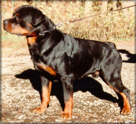 Jeneck's Uno, rottweiler male