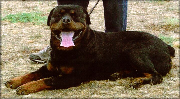 Jenecks Uno, rottweiler stud dog, frozen semen available