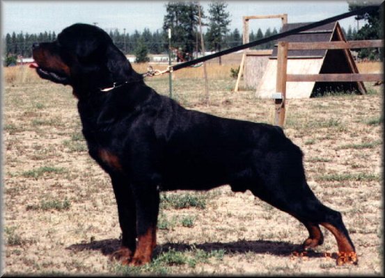 Jeneck's Uno, rottweiler male