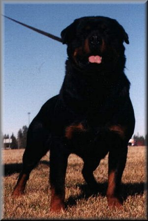 Jeneck's Uno, rottweiler stud dog