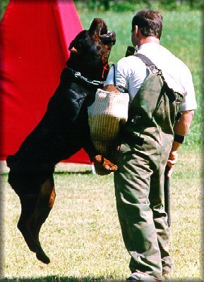 Jenecks Wotan, rottweiler