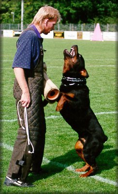 Jenecks Wotan, rottweiler