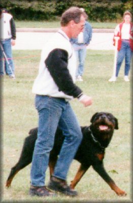 Jenecks Wotan, rottweiler