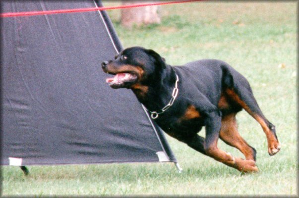 Jenecks Wotan, rottweiler